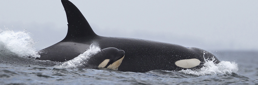 Oceanic Dolphins photograph of Orca & calf by Andrew Sutton